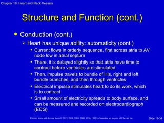 Chapter 19: Heart and Neck Vessels




             Structure and Function (cont.)
           Conduction (cont.)
                Heart has unique ability: automaticity (cont.)
                  • Current flows in orderly sequence, first across atria to AV
                       node low in atrial septum
                   •   There, it is delayed slightly so that atria have time to
                       contract before ventricles are stimulated
                   •   Then, impulse travels to bundle of His, right and left
                       bundle branches, and then through ventricles
                   •   Electrical impulse stimulates heart to do its work, which
                       is to contract
                   •   Small amount of electricity spreads to body surface, and
                       can be measured and recorded on electrocardiograph
                       (ECG)
                   Elsevier items and derived items © 2012, 2008, 2004, 2000, 1996, 1992 by Saunders, an imprint of Elsevier Inc.   Slide 19-34
 