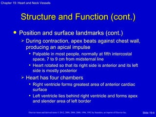 Chapter 19: Heart and Neck Vessels




             Structure and Function (cont.)
           Position and surface landmarks (cont.)
                During contraction, apex beats against chest wall,
                 producing an apical impulse
                  • Palpable in most people, normally at fifth intercostal
                     space, 7 to 9 cm from midsternal line
                   • Heart rotated so that its right side is anterior and its left
                     side is mostly posterior
                Heart has four chambers
                  • Right ventricle forms greatest area of anterior cardiac
                     surface
                   • Left ventricle lies behind right ventricle and forms apex
                     and slender area of left border

                   Elsevier items and derived items © 2012, 2008, 2004, 2000, 1996, 1992 by Saunders, an imprint of Elsevier Inc.   Slide 19-4
 