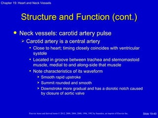 Chapter 19: Heart and Neck Vessels




             Structure and Function (cont.)
           Neck vessels: carotid artery pulse
                Carotid artery is a central artery
                  • Close to heart; timing closely coincides with ventricular
                     systole
                   • Located in groove between trachea and sternomastoid
                     muscle, medial to and along-side that muscle
                   • Note characteristics of its waveform
                               Smooth rapid upstroke
                               Summit rounded and smooth
                               Downstroke more gradual and has a dicrotic notch caused
                                by closure of aortic valve



                   Elsevier items and derived items © 2012, 2008, 2004, 2000, 1996, 1992 by Saunders, an imprint of Elsevier Inc.   Slide 19-40
 