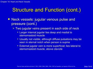 Chapter 19: Heart and Neck Vessels




             Structure and Function (cont.)
           Neck vessels: jugular venous pulse and
            pressure (cont.)
                Two jugular veins present in each side of neck
                  • Larger internal jugular lies deep and medial to
                     sternomastoid muscle
                   • Usually not visible, although diffuse pulsations may be
                     seen in sternal notch when person is supine
                   • External jugular vein is more superficial; lies lateral to
                     sternomastoid muscle, above clavicle




                   Elsevier items and derived items © 2012, 2008, 2004, 2000, 1996, 1992 by Saunders, an imprint of Elsevier Inc.   Slide 19-42
 