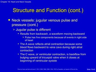 Chapter 19: Heart and Neck Vessels




             Structure and Function (cont.)
           Neck vessels: jugular venous pulse and
            pressure (cont.)
                Jugular pulse is different
                  • Results from backwash, a waveform moving backward
                               Pulse has five components because of events in right side
                                of heart
                   • The A wave reflects atrial contraction because some
                     blood flows backward to vena cava during right atrial
                     contraction
                   • The C wave, or ventricular contraction, is backflow from
                     bulging upward of tricuspid valve when it closes at
                     beginning of ventricular systole


                   Elsevier items and derived items © 2012, 2008, 2004, 2000, 1996, 1992 by Saunders, an imprint of Elsevier Inc.   Slide 19-43
 