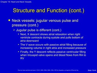 Chapter 19: Heart and Neck Vessels




             Structure and Function (cont.)
           Neck vessels: jugular venous pulse and
            pressure (cont.)
                Jugular pulse is different (cont.)
                  • Next, X descent shows atrial relaxation when right
                     ventricle contracts during systole and pulls bottom of
                     atria downward
                   • The V wave occurs with passive atrial filling because of
                     increasing volume in right atria and increased pressure
                   • Finally, the Y descent reflects passive ventricular filling
                     when tricuspid valve opens and blood flows from RA to
                     RV



                   Elsevier items and derived items © 2012, 2008, 2004, 2000, 1996, 1992 by Saunders, an imprint of Elsevier Inc.   Slide 19-44
 