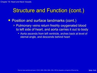Chapter 19: Heart and Neck Vessels




             Structure and Function (cont.)
           Position and surface landmarks (cont.)
                Pulmonary veins return freshly oxygenated blood
                 to left side of heart, and aorta carries it out to body
                   • Aorta ascends from left ventricle, arches back at level of
                       sternal angle, and descends behind heart




                   Elsevier items and derived items © 2012, 2008, 2004, 2000, 1996, 1992 by Saunders, an imprint of Elsevier Inc.   Slide 19-6
 