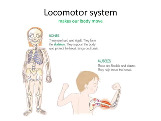 Locomotor system
makes our body move
 
