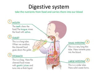 Digestive system
take the nutrients from food and carries them into our blood
 