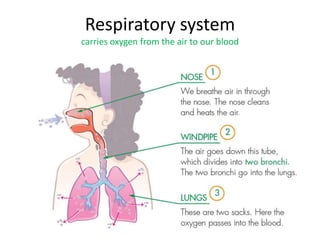 Respiratory system
carries oxygen from the air to our blood
 