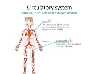 Circulatory system
carries nutrients and oxygen all over our body
 