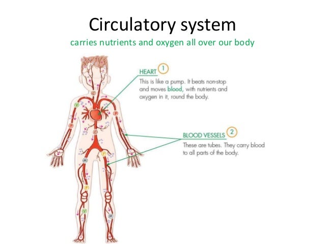 unit 1 how our body works how our body works