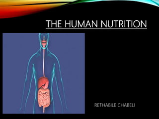 THE HUMAN NUTRITION
RETHABILE CHABELI
 