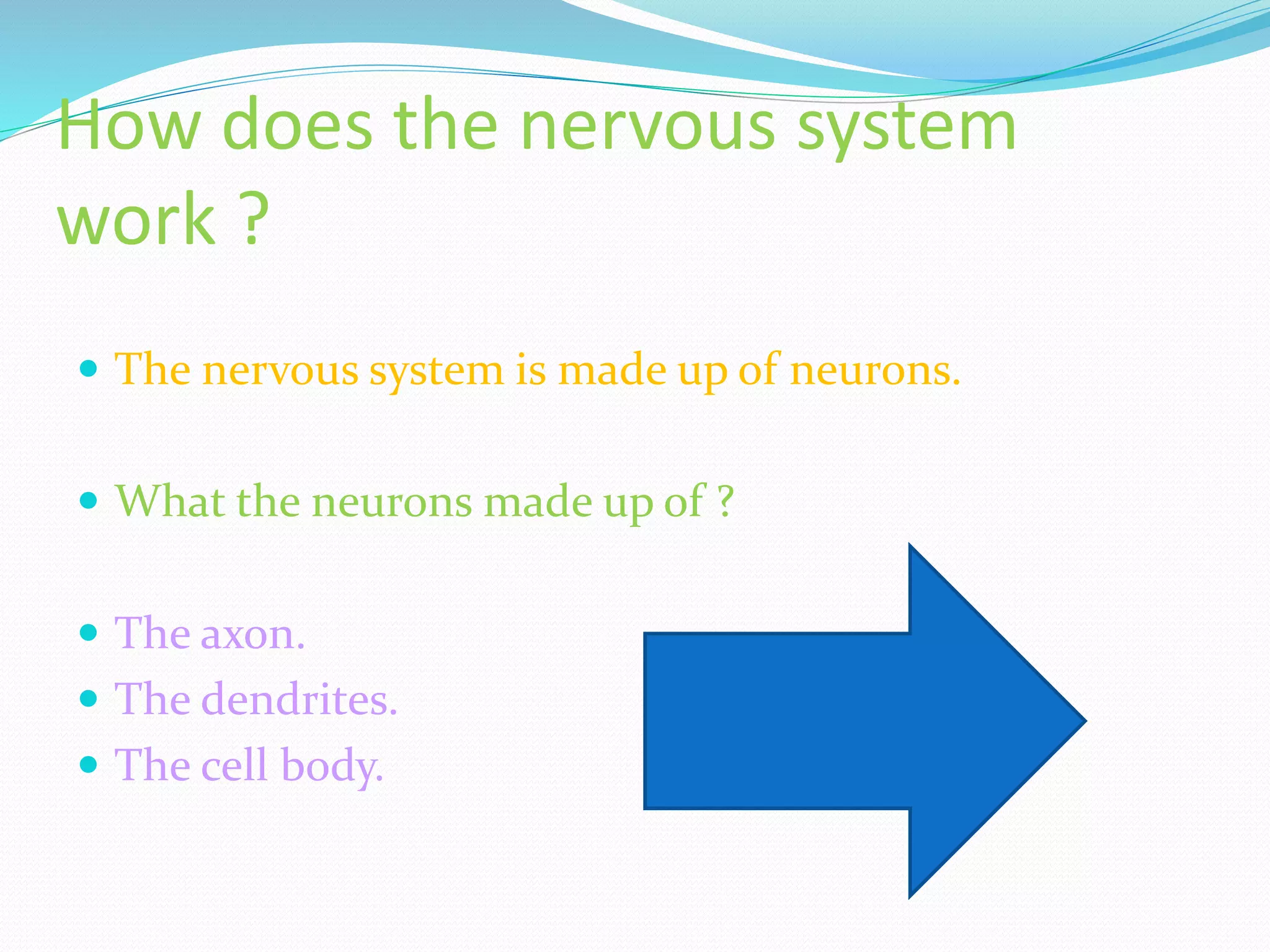 How does the nervous system
work ?
The nervous system is made up of neurons.
What the neurons made up of ?
The axon.
The dendrites.
The cell body.