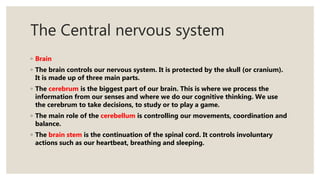 The Central nervous system
◦ Brain
◦ The brain controls our nervous system. It is protected by the skull (or cranium).
It is made up of three main parts.
◦ The cerebrum is the biggest part of our brain. This is where we process the
information from our senses and where we do our cognitive thinking. We use
the cerebrum to take decisions, to study or to play a game.
◦ The main role of the cerebellum is controlling our movements, coordination and
balance.
◦ The brain stem is the continuation of the spinal cord. It controls involuntary
actions such as our heartbeat, breathing and sleeping.
 