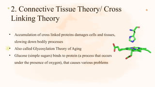 2. Connective Tissue Theory/ Cross
Linking Theory
• Accumulation of cross linked proteins damages cells and tissues,
slowing down bodily processes
• Also called Glycosylation Theory of Aging
• Glucose (simple sugars) binds to protein (a process that occurs
under the presence of oxygen), that causes various problems
 