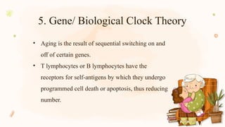 • Aging is the result of sequential switching on and
off of certain genes.
• T lymphocytes or B lymphocytes have the
receptors for self-antigens by which they undergo
programmed cell death or apoptosis, thus reducing
number.
5. Gene/ Biological Clock Theory
 