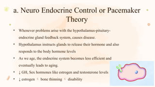 • Whenever problems arise with the hypothalamus-pituitary-
endocrine gland feedback system, causes disease.
• Hypothalamus instructs glands to release their hormone and also
responds to the body hormone levels
• As we age, the endocrine system becomes less efficient and
eventually leads to aging.
• ↓ GH, Sex hormones like estrogen and testosterone levels
• ↓ estrogen  bone thinning  disability
a. Neuro Endocrine Control or Pacemaker
Theory
 