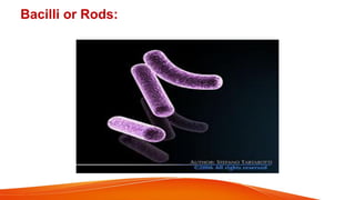 Unit 1 Introduction to Microbiology BSN new.pdf