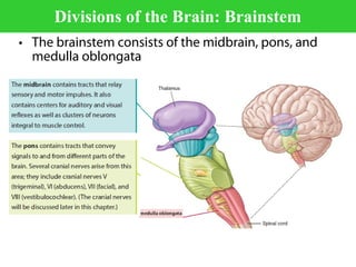 Unit 1 introduction to physiology | PPT