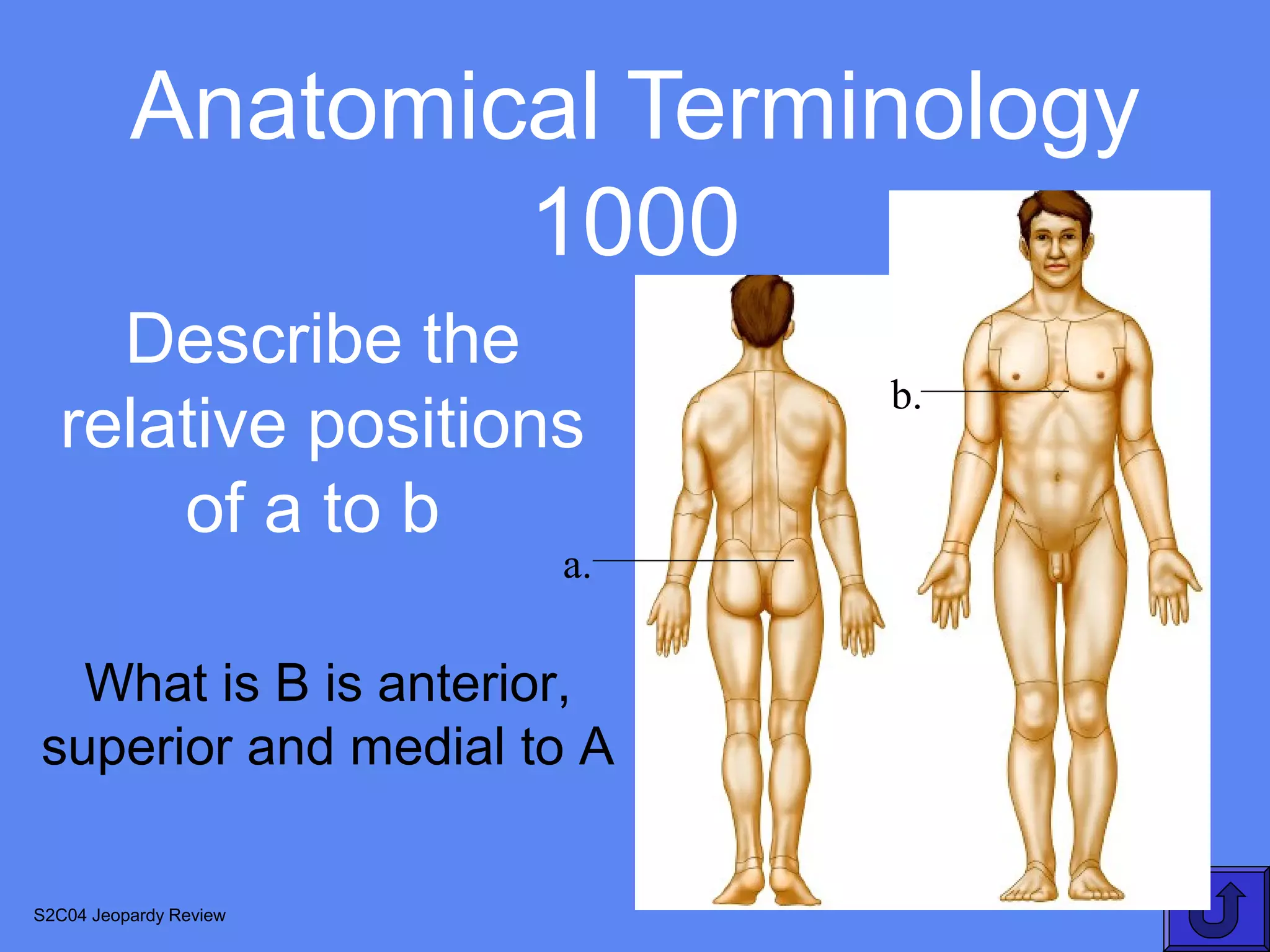 Anatomical Terminology
                  1000
    Describe the
                             b.
  relative positions
      of a to b
                        a.

  What is B is anterior,
superior and medial to A

S2C04 Jeopardy Review
 
