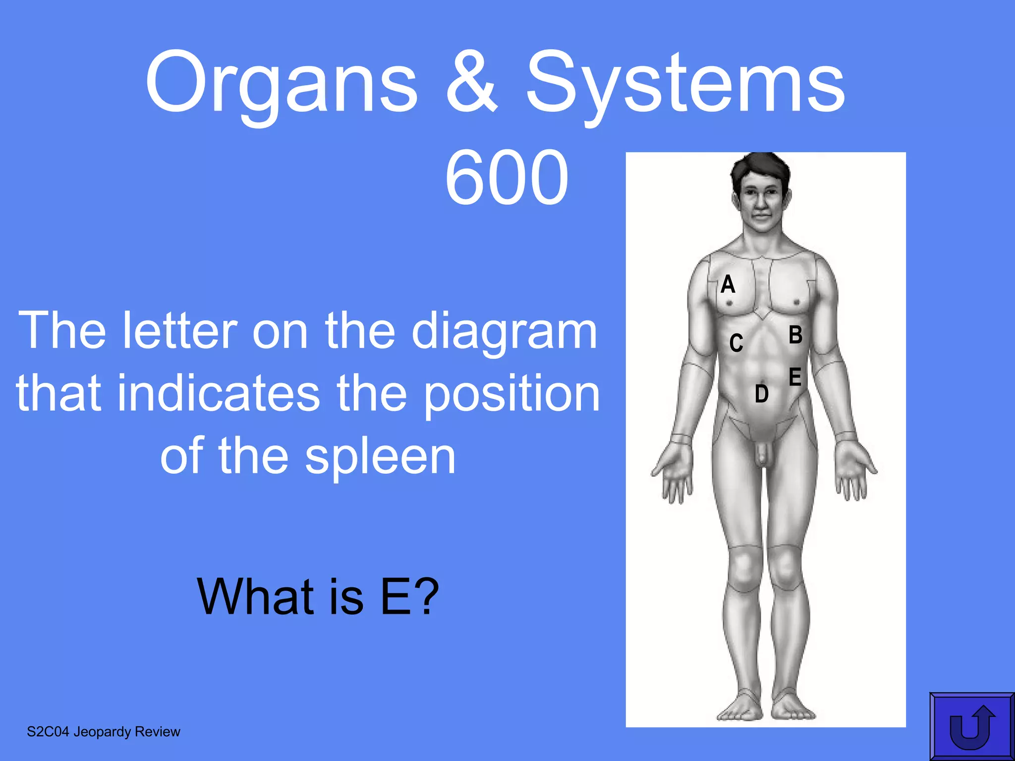 Organs & Systems
                                     600
                                           A

The letter on the diagram                  C       B
                                                   E
that indicates the position                    D

       of the spleen

                        What is E?

S2C04 Jeopardy Review
 