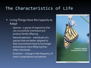 The Characteristics of Life Living Things Have the Capacity to Adapt Species – a group of organisms that can successfully interbreed and produce fertile offspring Natural selection -  individuals of a species that are better adapted to their environment tend to live longer and produce more offspring than other individuals Evolution – change in the frequency of traits in populations and species  