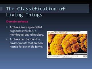 The Classification of Living Things Domain archaea Archaea are single- celled organisms that lack a membrane-bound nucleus. Archaea can be found in environments that are too hostile for other life forms. 