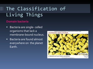 The Classification of Living Things Domain bacteria Bacteria are single- celled organisms that lack a membrane-bound nucleus. Bacteria are found almost everywhere on  the planet Earth. 