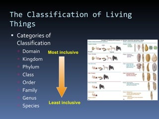 The Classification of Living Things Categories of Classification Domain Kingdom Phylum Class Order Family Genus Species Least inclusive Most inclusive 