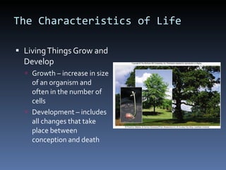 The Characteristics of Life Living Things Grow and Develop Growth – increase in size of an organism and often in the number of cells Development – includes all changes that take place between conception and death 