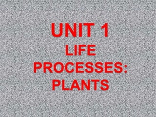 UNIT 1
LIFE
PROCESSES:
PLANTS
 