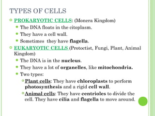 TYPES OF CELLS
 PROKARYOTIC CELLS: (Monera Kingdom)
 The DNA floats in the citoplasm.
 They have a cell wall.
 Sometimes they have flagella.
 EUKARYOTIC CELLS (Protoctist, Fungi, Plant, Animal
Kingdom)
 The DNA is in the nucleus.
 They have a lot of organelles, like mitochondria.
 Two types:
 Plant cells: They have chloroplasts to perform
photosynthesis and a rigid cell wall.
 Animal cells: They have centrioles to divide the
cell. They have cilia and flagella to move around.
 