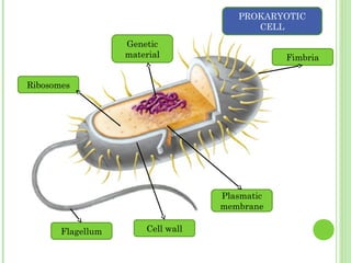 Flagellum Cell wall
Plasmatic
membrane
Genetic
material Fimbria
Ribosomes
PROKARYOTIC
CELL
 