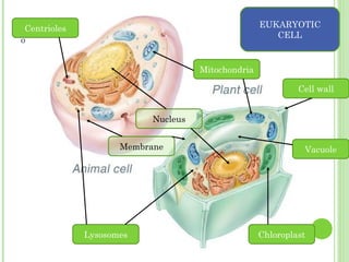 º
EUKARYOTIC
CELL
Chloroplast
Mitochondria
Membrane
Centrioles
Vacuole
Lysosomes
Nucleus
Cell wall
 