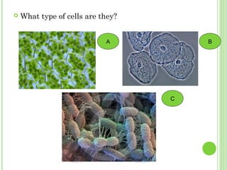  What type of cells are they?
C
A B
 
