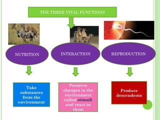 THE THREE VITAL FUNCTIONS
NUTRITION INTERACTION REPRODUCTION
Take
substances
from the
environment
Perceive
changes in the
environment
called stimuli
and react to
them
Produce
descendents
 