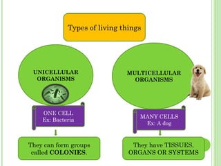 Types of living things
UNICELLULAR
ORGANISMS
MULTICELLULAR
ORGANISMS
ONE CELL
Ex: Bacteria
MANY CELLS
Ex: A dog
They can form groups
called COLONIES.
They have TISSUES,
ORGANS OR SYSTEMS
 