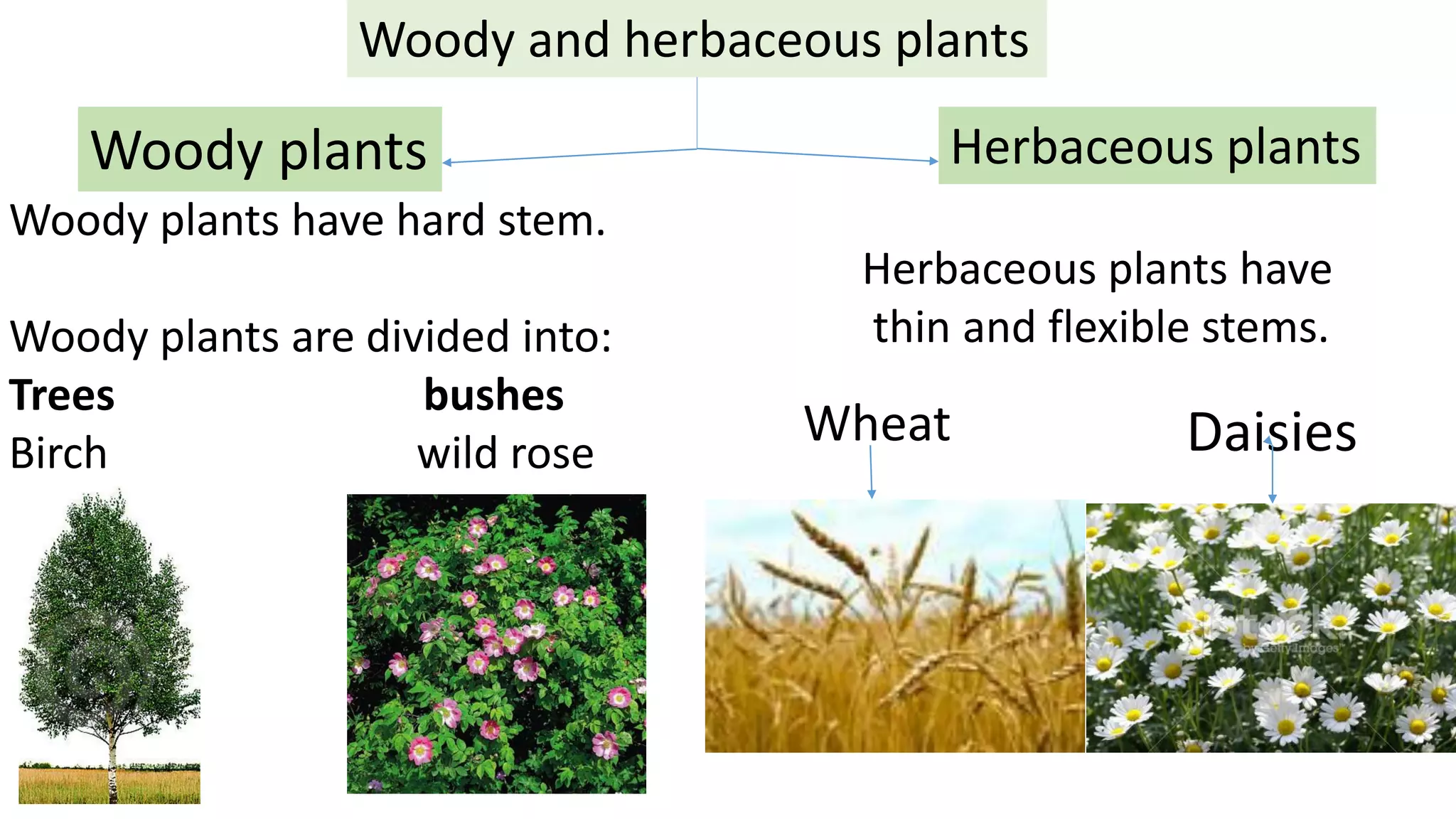 Unit 1 living things natural science 3ºpdf defi | PDF
