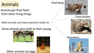 Unit 1 living things natural science 3ºpdf defi | PDF