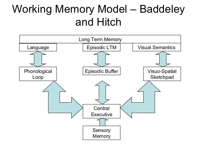 Image result for the working model of memory aqa a level