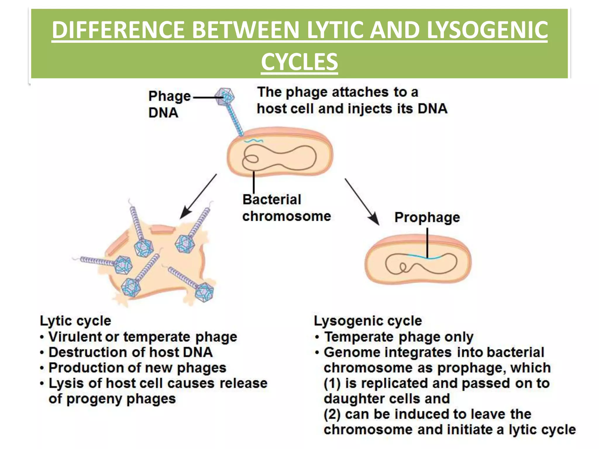 DIFFERENCE BETWEEN LYTIC AND LYSOGENIC
CYCLES
 