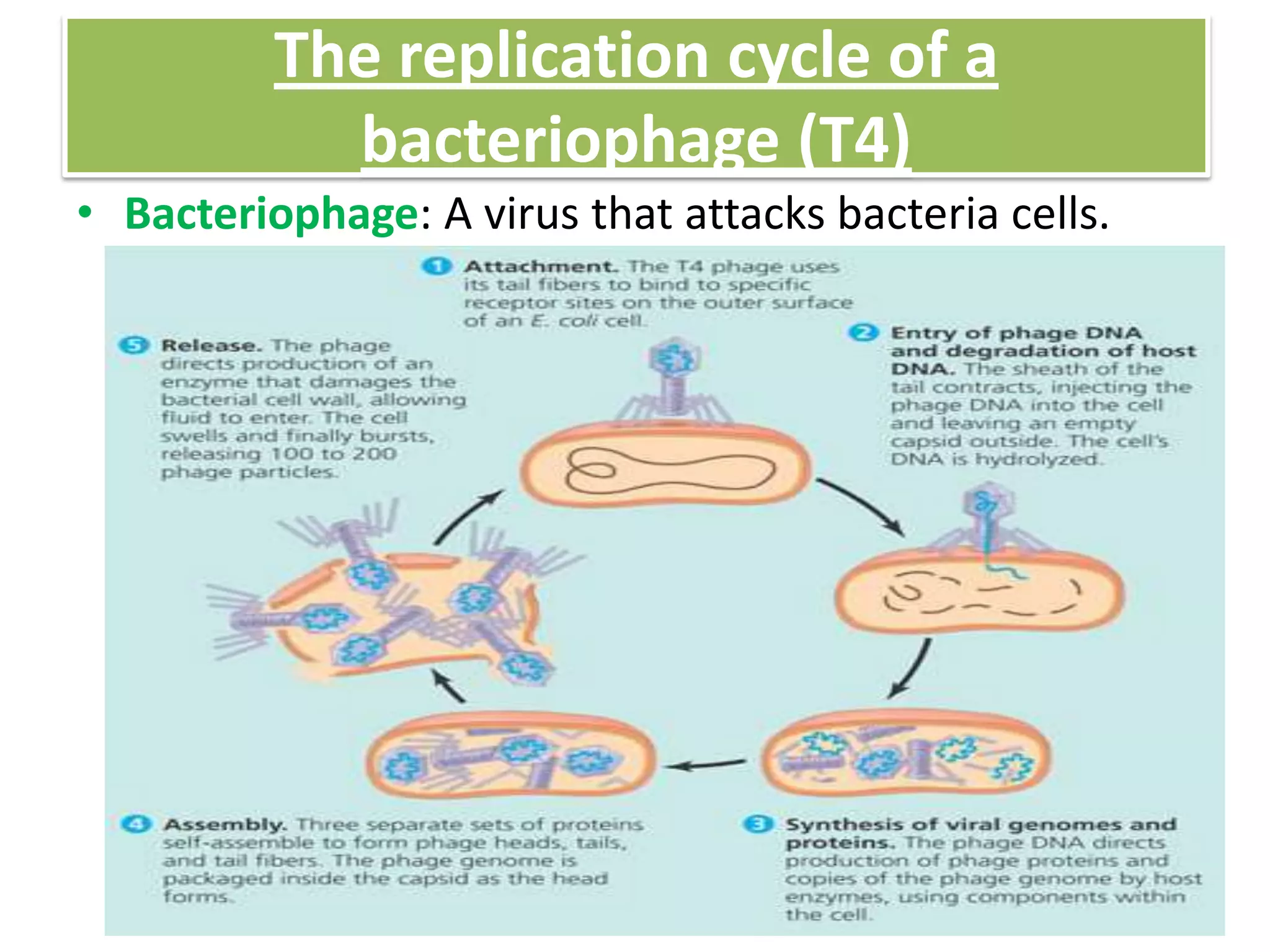 The replication cycle of a
bacteriophage (T4)
• Bacteriophage: A virus that attacks bacteria cells.
 