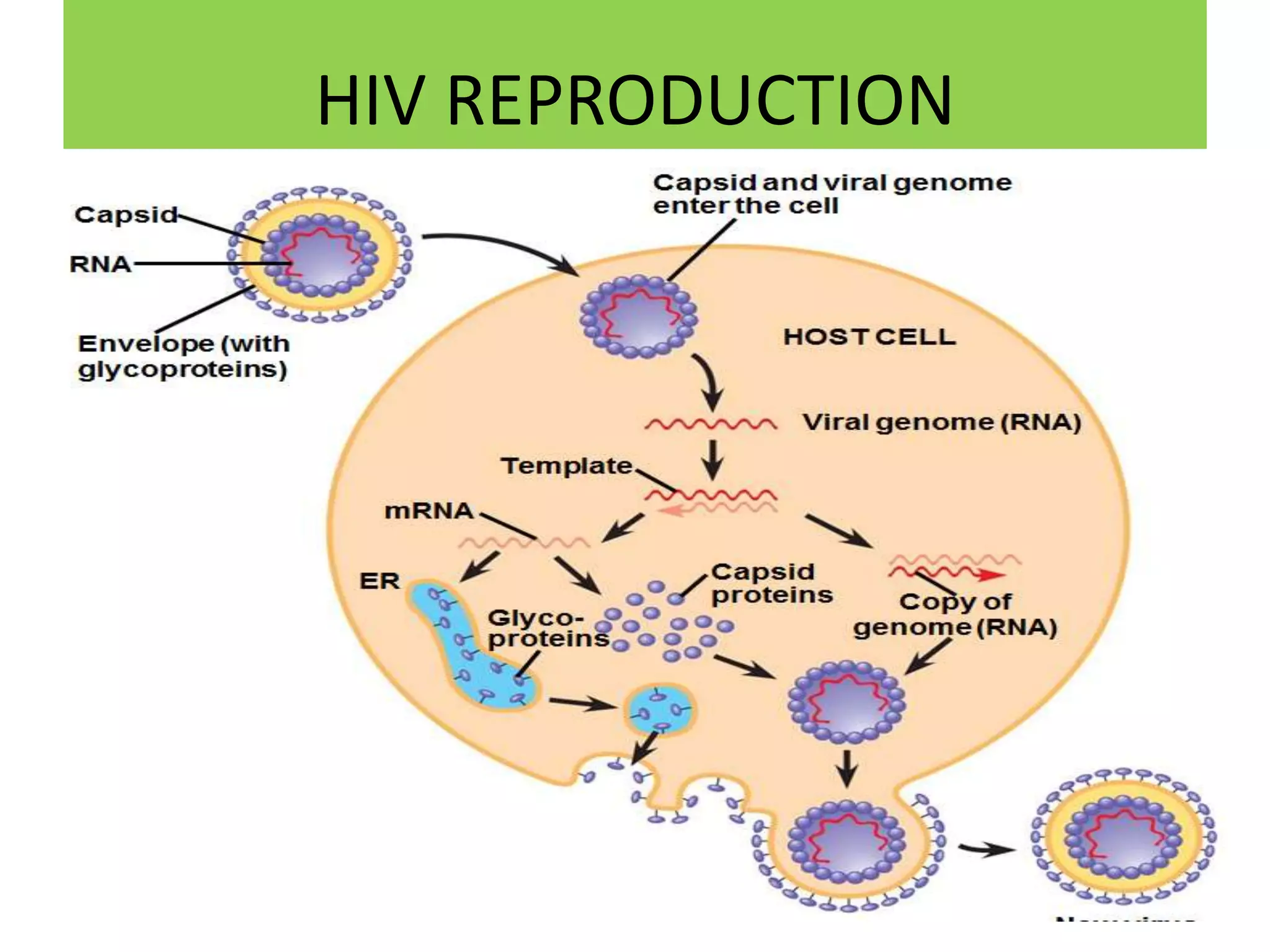 HIV REPRODUCTION
 