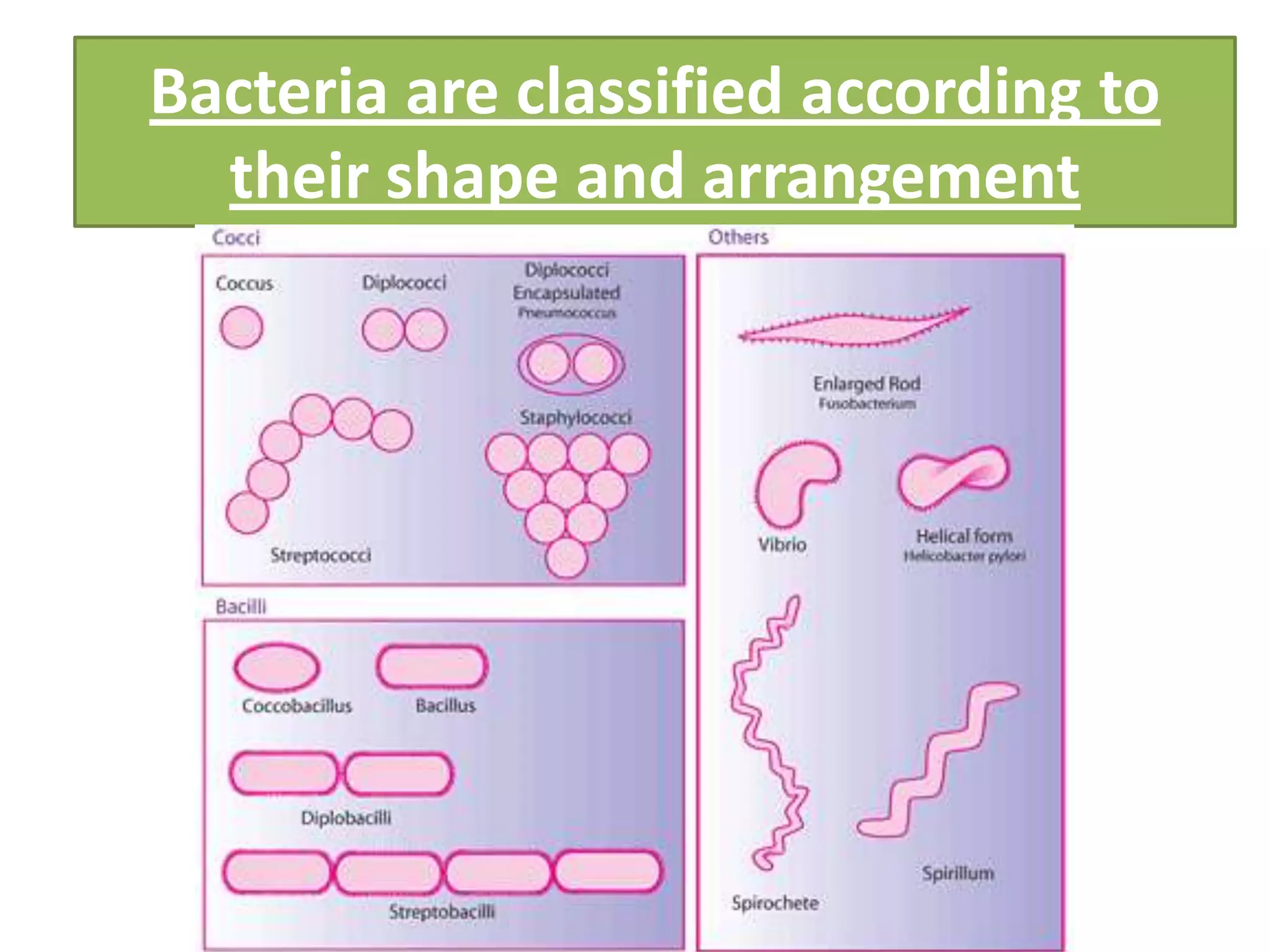 Bacteria are classified according to
their shape and arrangement
 