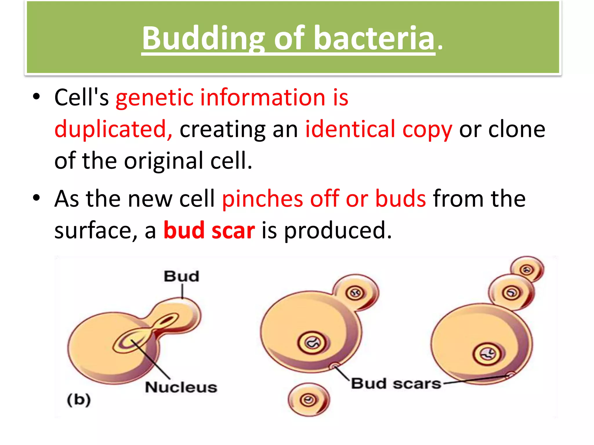 Budding of bacteria.
• Cell's genetic information is
duplicated, creating an identical copy or clone
of the original cell.
• As the new cell pinches off or buds from the
surface, a bud scar is produced.
 