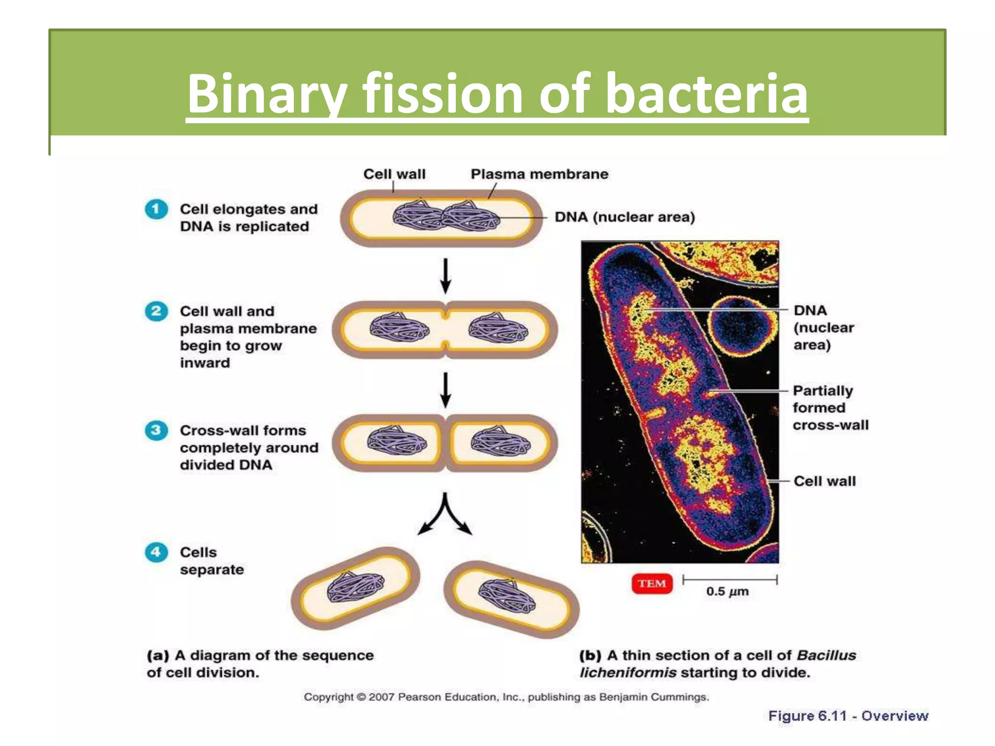 Binary fission of bacteria
 