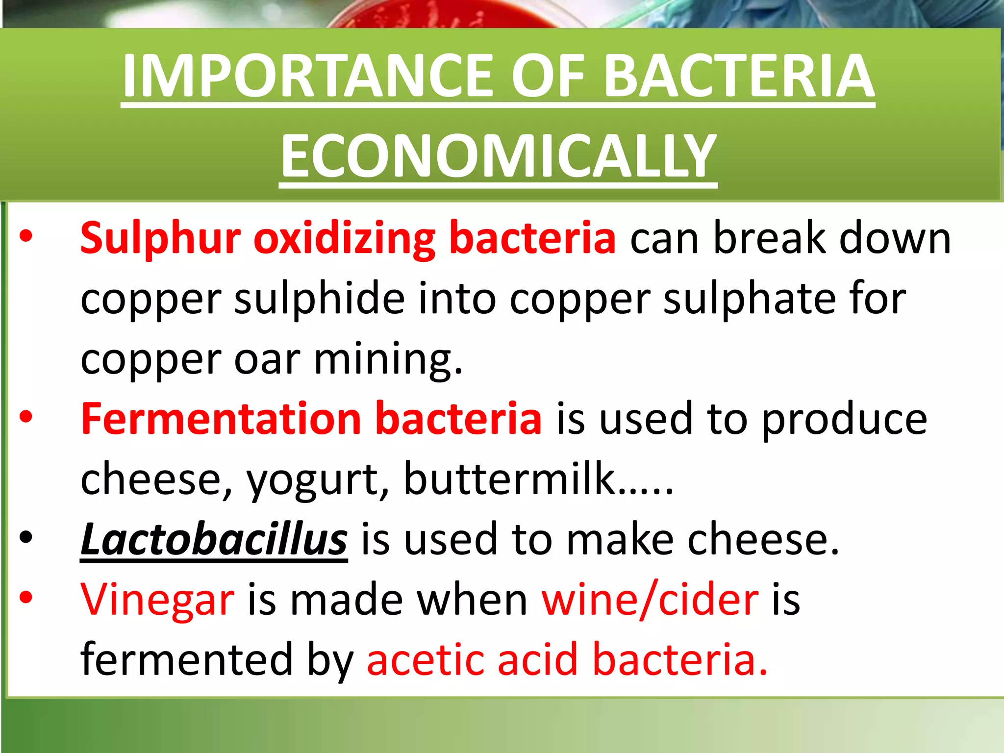 IMPORTANCE OF BACTERIA
ECONOMICALLY
• Sulphur oxidizing bacteria can break down
copper sulphide into copper sulphate for
copper oar mining.
• Fermentation bacteria is used to produce
cheese, yogurt, buttermilk…..
• Lactobacillus is used to make cheese.
• Vinegar is made when wine/cider is
fermented by acetic acid bacteria.
 