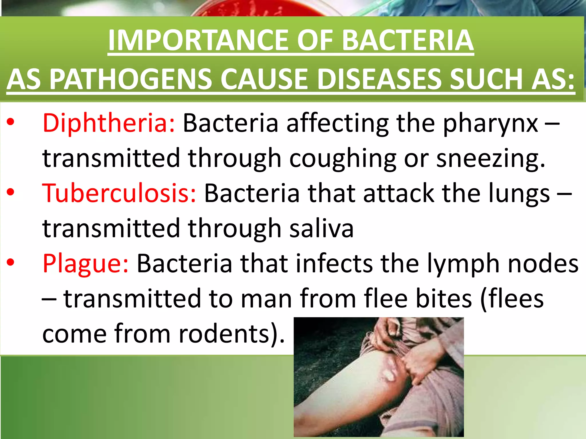 IMPORTANCE OF BACTERIA
AS PATHOGENS CAUSE DISEASES SUCH AS:
• Diphtheria: Bacteria affecting the pharynx –
transmitted through coughing or sneezing.
• Tuberculosis: Bacteria that attack the lungs –
transmitted through saliva
• Plague: Bacteria that infects the lymph nodes
– transmitted to man from flee bites (flees
come from rodents).
 