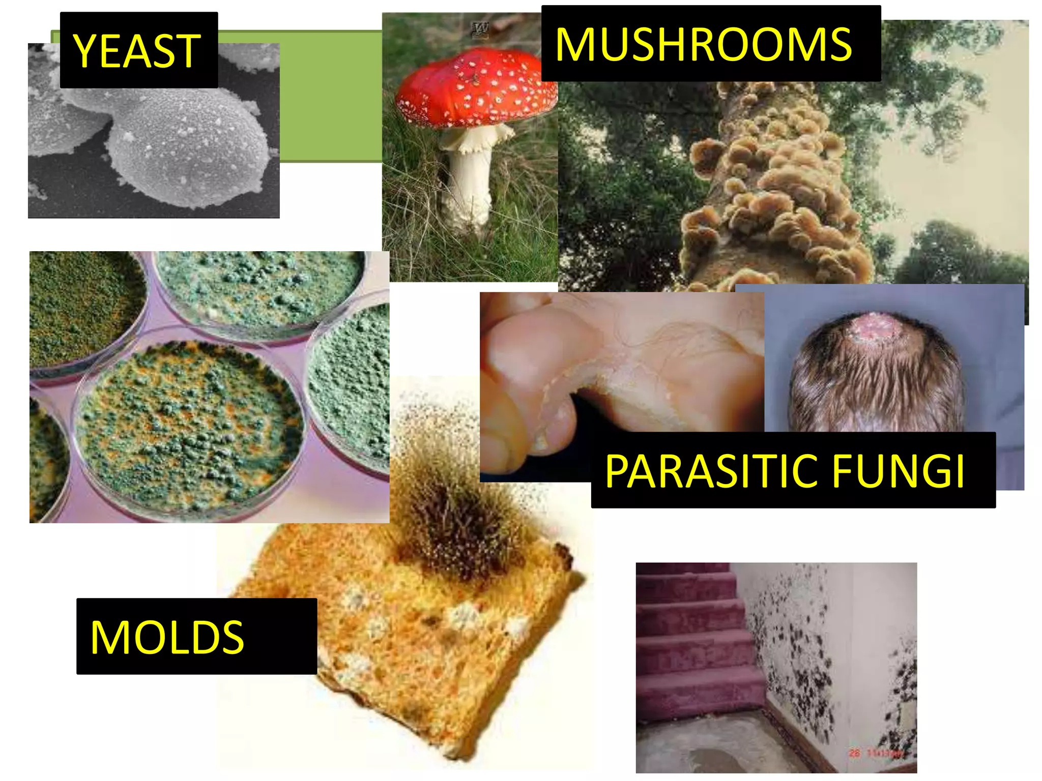 YEAST
MOLDS
MUSHROOMS
PARASITIC FUNGI
 