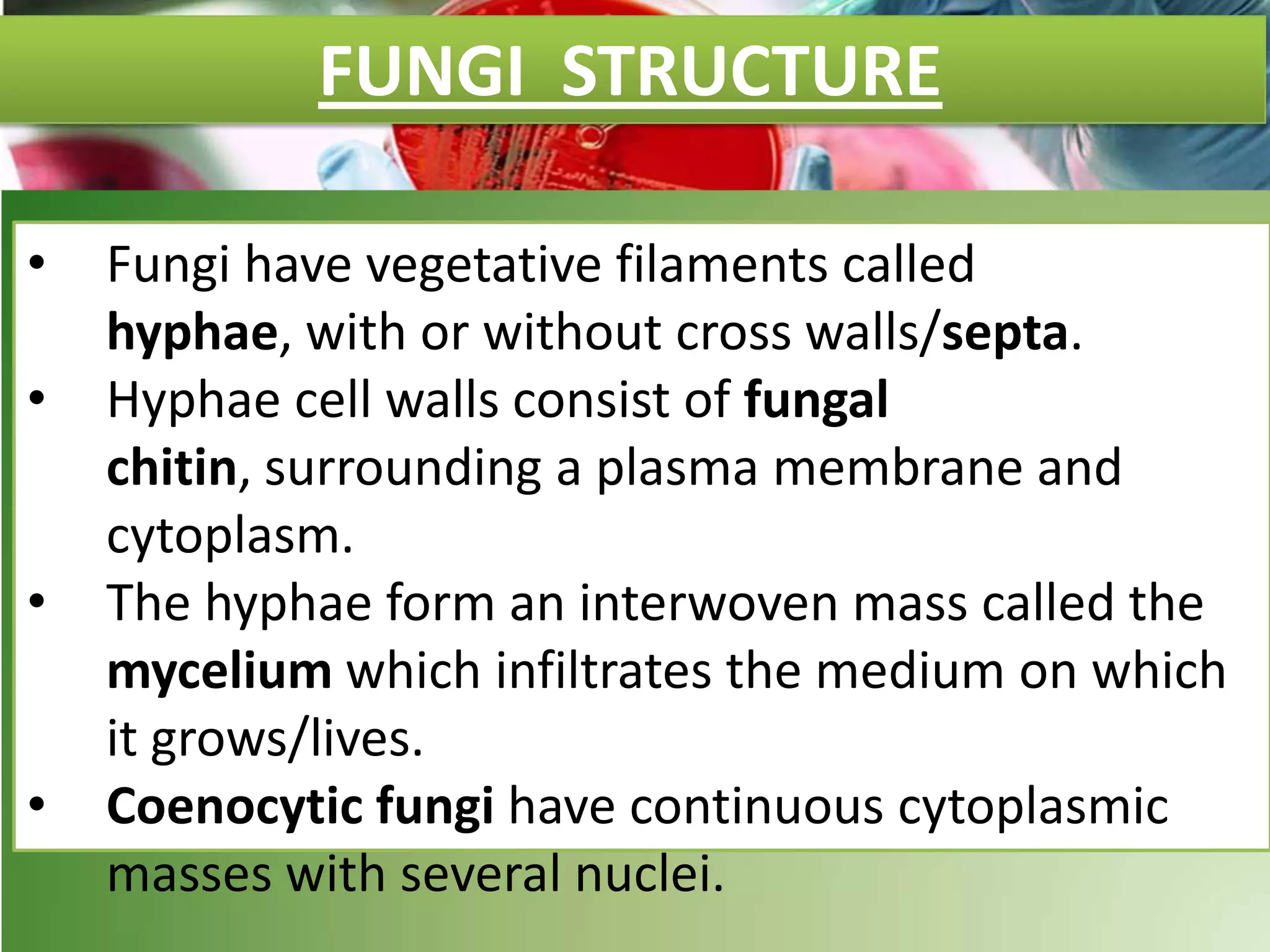 FUNGI STRUCTURE
• Fungi have vegetative filaments called
hyphae, with or without cross walls/septa.
• Hyphae cell walls consist of fungal
chitin, surrounding a plasma membrane and
cytoplasm.
• The hyphae form an interwoven mass called the
mycelium which infiltrates the medium on which
it grows/lives.
• Coenocytic fungi have continuous cytoplasmic
masses with several nuclei.
 