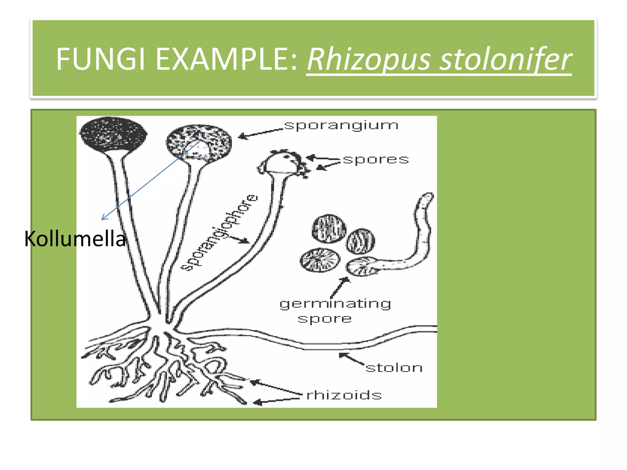 FUNGI EXAMPLE: Rhizopus stolonifer
Kollumella
 