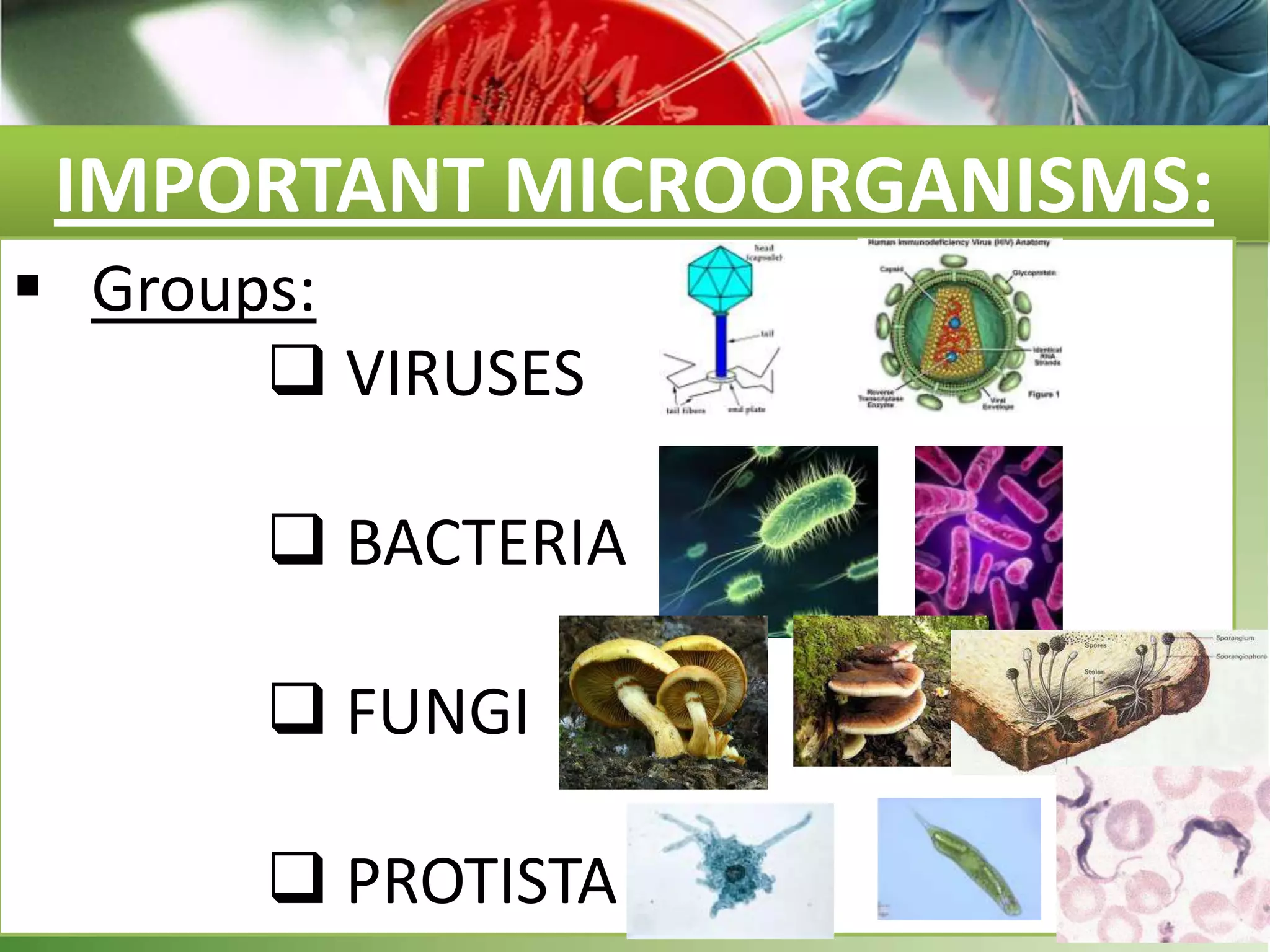 IMPORTANT MICROORGANISMS:
 Groups:
 VIRUSES
 BACTERIA
 FUNGI
 PROTISTA
 