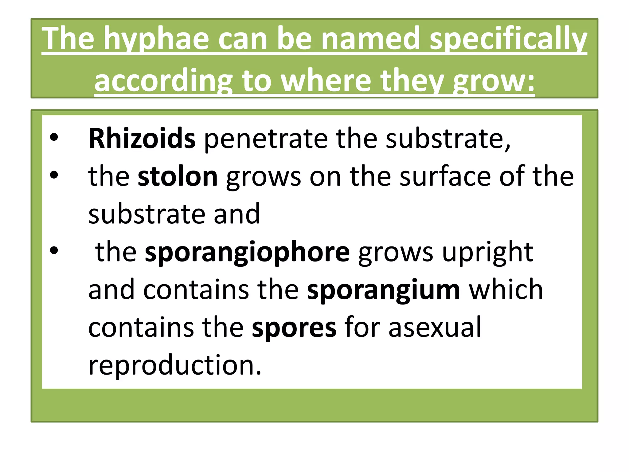 The hyphae can be named specifically
according to where they grow:
• Rhizoids penetrate the substrate,
• the stolon grows on the surface of the
substrate and
• the sporangiophore grows upright
and contains the sporangium which
contains the spores for asexual
reproduction.
 